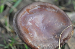 Cortinarius subarcheri
