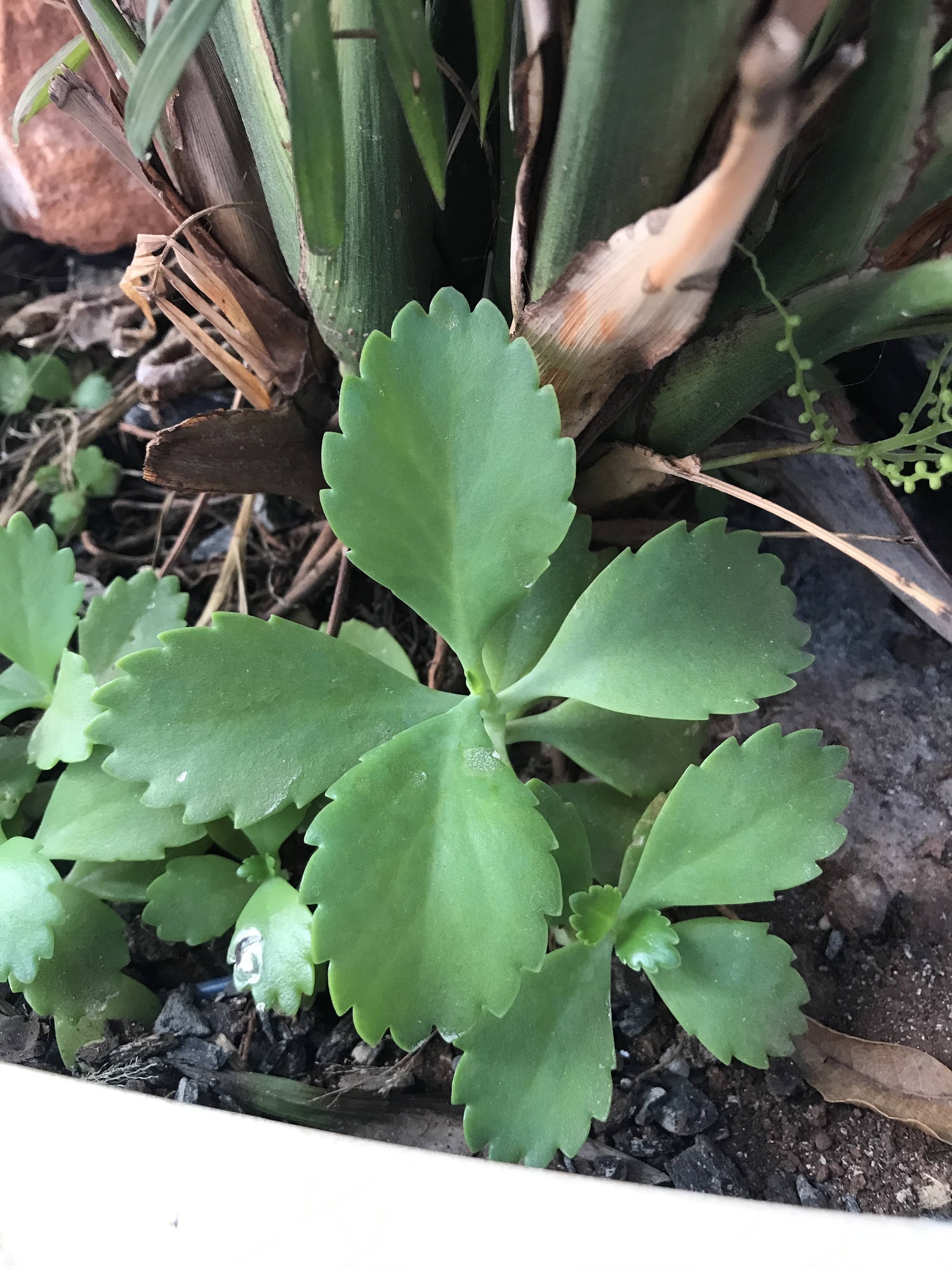 Kalanchoe laetivirens