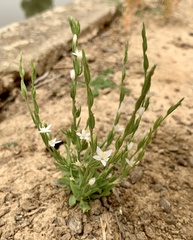 Schenkia spicata