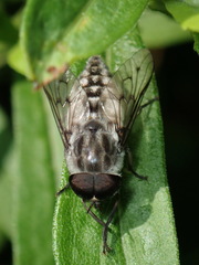 Tabanus reinwardtii