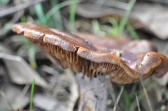 Cortinarius subarcheri
