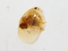 Eurycercus longirostris