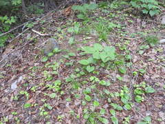 Poa saltuensis saltuensis