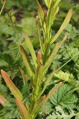 Chamaenerion angustifolium
