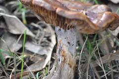 Cortinarius subarcheri