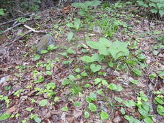 Poa saltuensis saltuensis