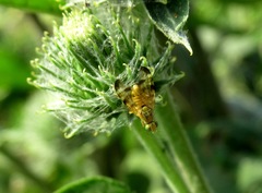Terellia nigronota