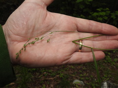 Poa saltuensis saltuensis