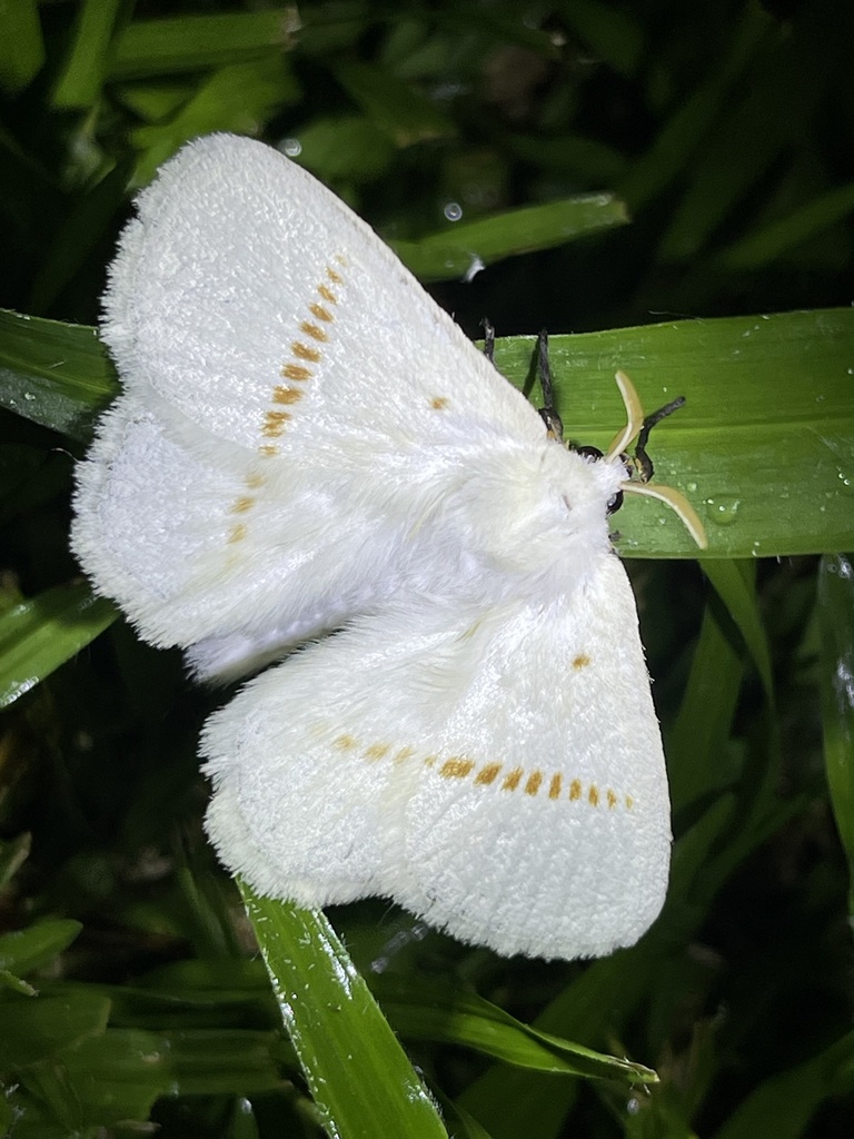 Chionopsychinae
