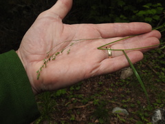 Poa saltuensis saltuensis