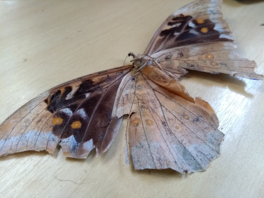 Morpho anaxibia