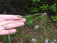 Poa saltuensis saltuensis