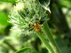 Terellia nigronota