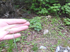 Poa saltuensis saltuensis