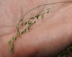 Poa saltuensis saltuensis