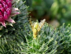 Terellia nigronota