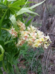 Aesculus glabra arguta