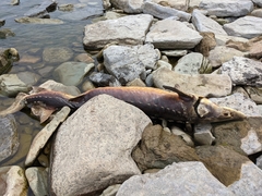 Acipenser fulvescens