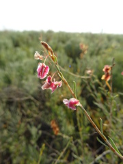 Atraphaxis frutescens