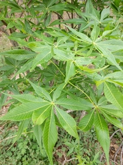 Aesculus glabra arguta
