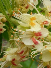 Aesculus glabra arguta