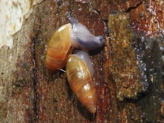 Streptostyla jacobsoni