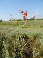 Atraphaxis frutescens