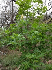 Aesculus glabra arguta