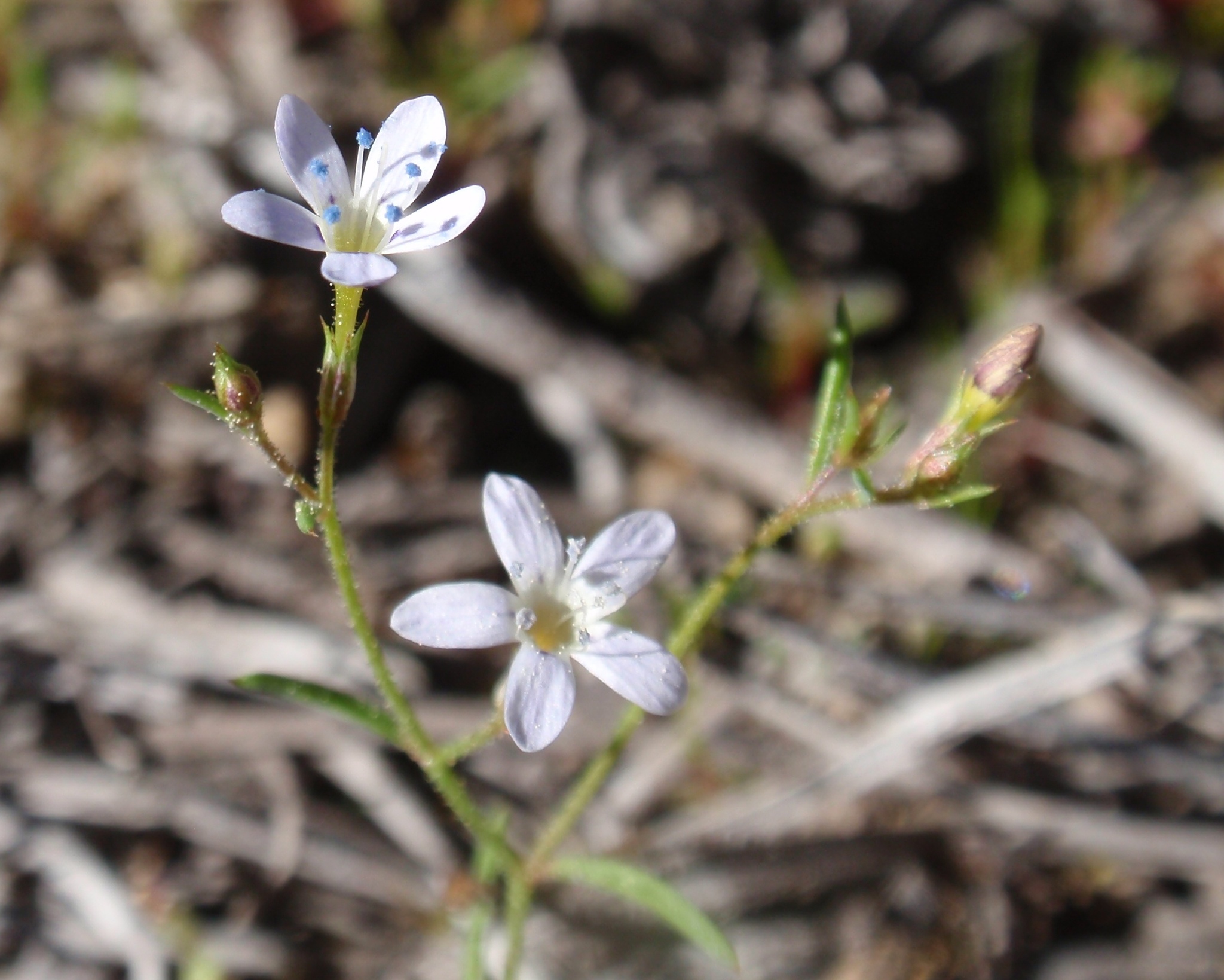 Navarretia capillaris