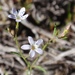 Miniature Gilia - Photo (c) Tom Hilton, some rights reserved (CC BY)