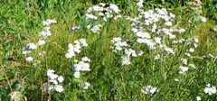 Achillea millefolium