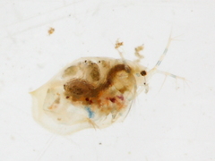 Ophryoxus gracilis