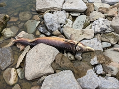 Acipenser fulvescens