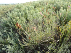 Atraphaxis frutescens