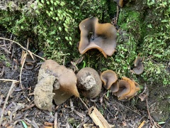 Peziza atrovinosa