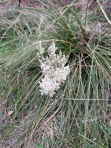 Nolina texana