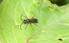 Agenioideus cinctellus