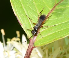 Agenioideus cinctellus