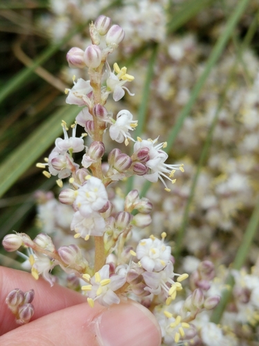 Nolina texana
