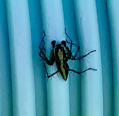 Oxyopes tridens
