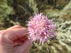 Allium lineare