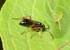 Agenioideus cinctellus