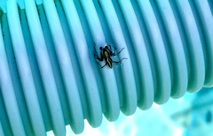 Oxyopes tridens