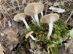 Rhizocybe