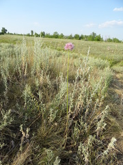 Allium lineare