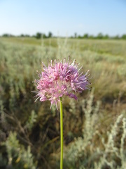 Allium lineare