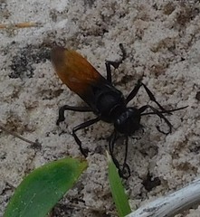 Sphex diabolicus