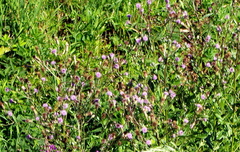 Cirsium arvense
