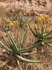 Aloe adigratana