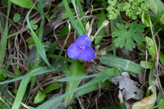 Tradescantia subacaulis